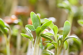 水芹,幼苗,植物