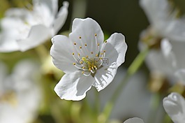 櫻花,白,開花