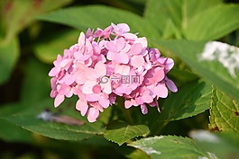 繡球莢蒾,花卉,粉色