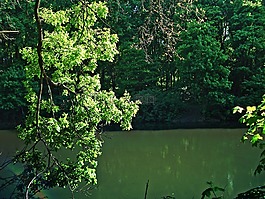 森林,池,樹