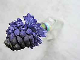 风信子,紫色,花卉