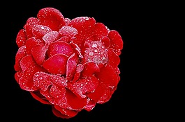 玫瑰,紅玫瑰,開花