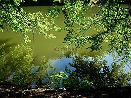 森林,池,樹