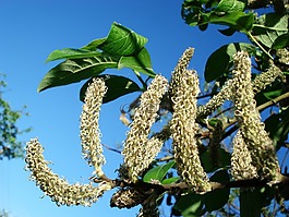 樹(shù),天空,藍(lán)色