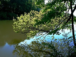 森林,池,樹