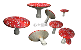 飛木耳,孤立,蘑菇
