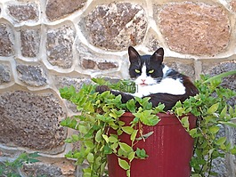 貓,綠色,動物