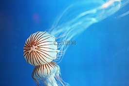 水母,大韓民國,水族館