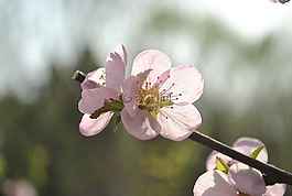 杏花,春,花