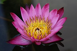 關(guān)閉,花,蓮花