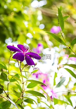 flower,daisy,blossom