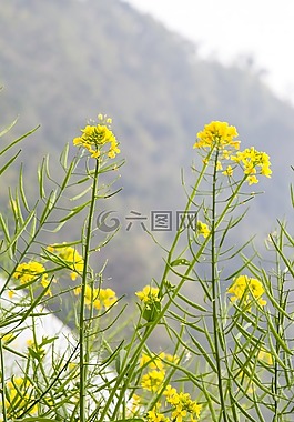 flower,daisy,blossom