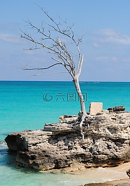 樹,海洋,海