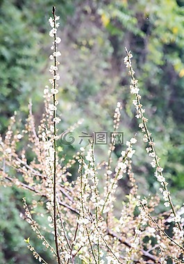 flower,daisy,blossom