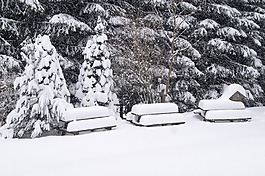 雪,冬天,景觀