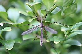schnake,tipulidae,飞