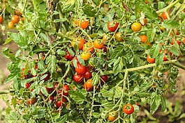 蕃茄,食品,蔬菜