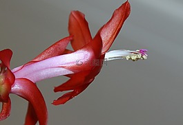 復(fù)活節(jié)仙人掌,weihnachtskaktus,廠