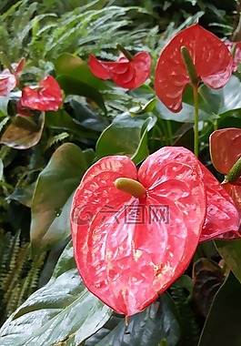 紅色,花,設(shè)計