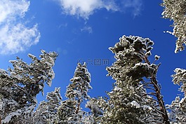 樹(shù),藍(lán)色的天空,冬天