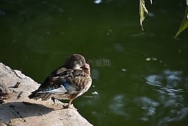 鳥(niǎo)類,巴西鳧,閉眼