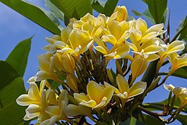 雞蛋花,pomelia,黃雞蛋花