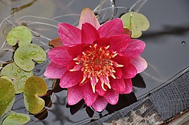 睡蓮,池塘,水