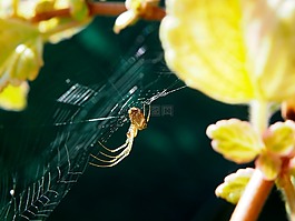 蜘蛛,蜘蛛網(wǎng),花園
