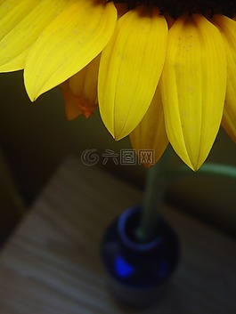 雛菊,花瓶,藍色