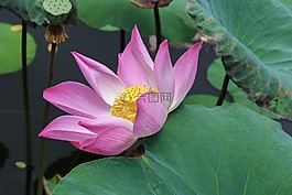 蓮花,花,性質(zhì)