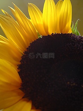 向日葵,花瓣,背光