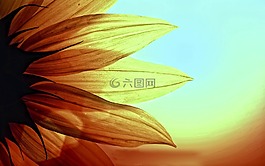 向日葵,攝影,照片
