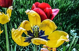 花,郁金香,人類(lèi)發(fā)展報(bào)告
