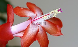 復(fù)活節(jié)仙人掌,weihnachtskaktus,廠