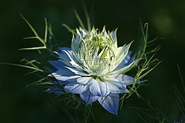 花,開花,junfer在綠色的