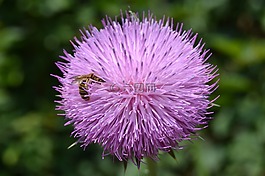 水飛薊,蜜蜂,花