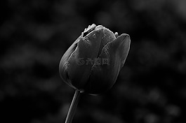 郁金香,宏,schnittblume