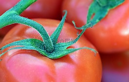 番茄,布什番茄,蔬菜
