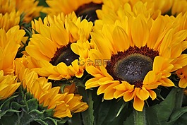向日葵,鮮花,開花