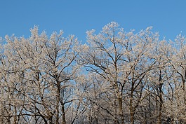 弗羅斯特,森林,景觀