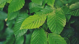 綠色,葉子,樹