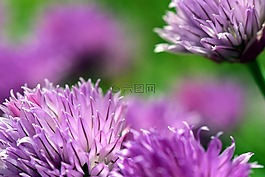 韭菜,開(kāi)花,性質(zhì)