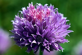韭菜,開花,性質(zhì)