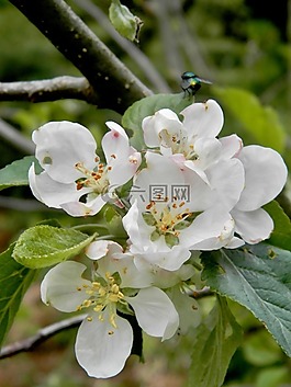 鮮花,花園,植物