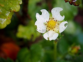 草莓花,草莓,开花