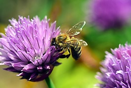 韭菜,開(kāi)花,性質(zhì)