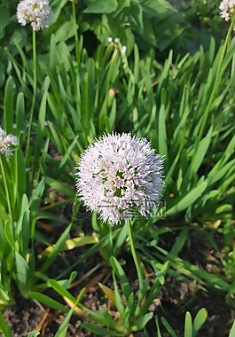 綻放洋蔥,弓-slizun,丁香花