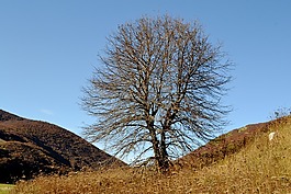秋,山,樹(shù)