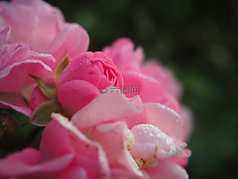 玫瑰,開(kāi)花,芽