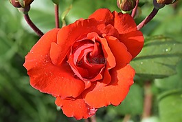 紅玫瑰,開(kāi)花,花園